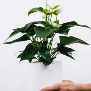 Golden Pothos Pole