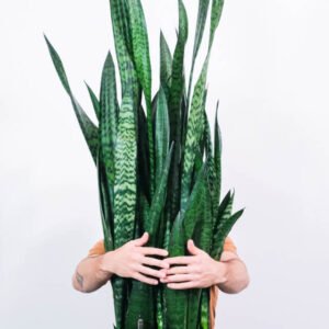 Sansevieria Laurentii