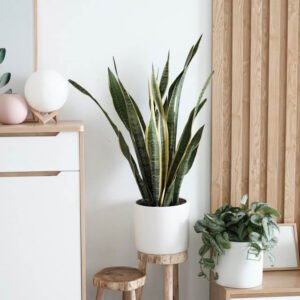 Sansevieria Golden Flame